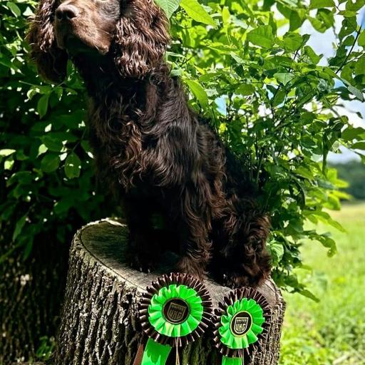 E 280. Training dogs and sign-up chaos