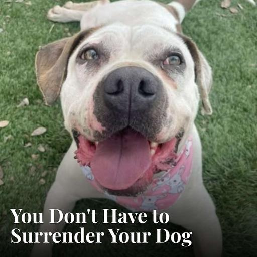 You Don't Have to Surrender Your Dog