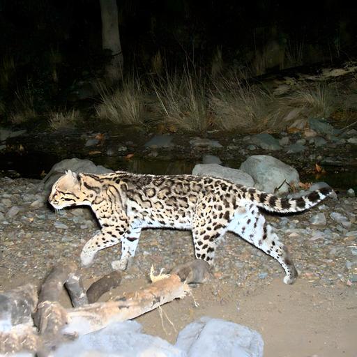 Episode 176: Protecting and Restoring the Wild Heart of the Sky Islands with Louise Misztal