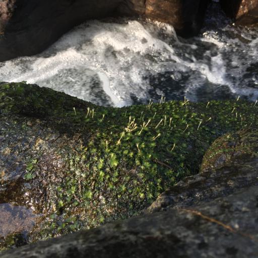 Ep. 582 - Extreme Aquatic Plants