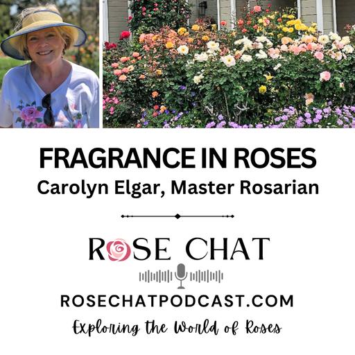FRAGRANCE IN ROSES