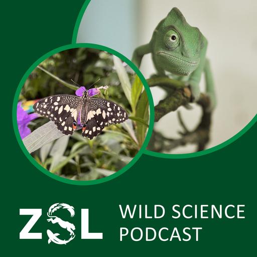 ZSL #052 World Swallowtail Day 2026: Celebrating and Saving Iconic Butterflies