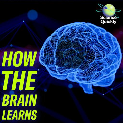 The neuroscientist decoding how the brain learns