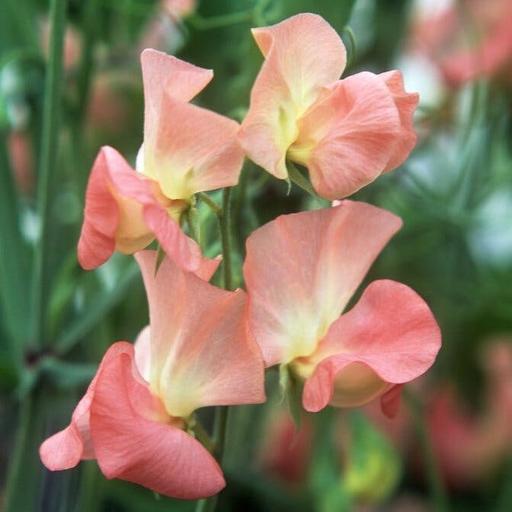 A celebration of British blooms