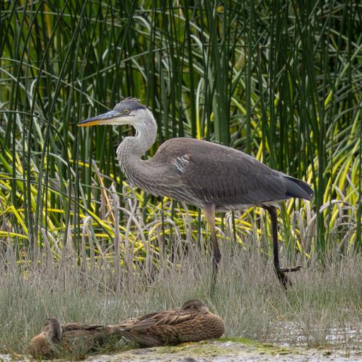 It Began With A Heron