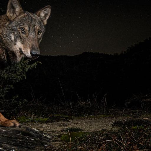 An electronic nose that detects spoiled chicken, and wolves make a spectacular comeback in Europe