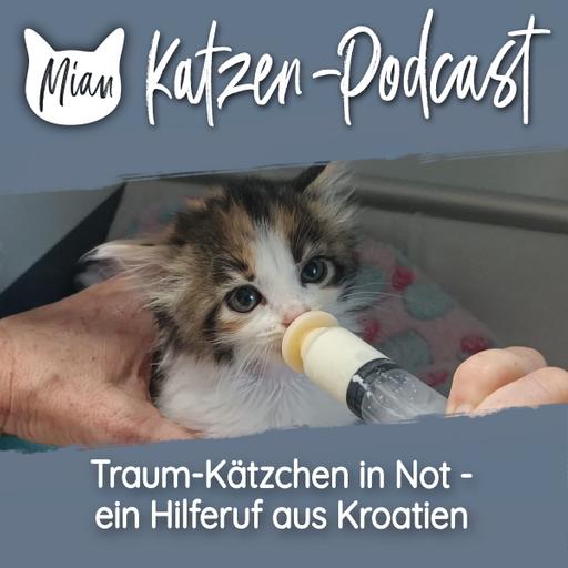 Traum-Kätzchen in Not - ein Hilferuf aus Kroatien | MKP000