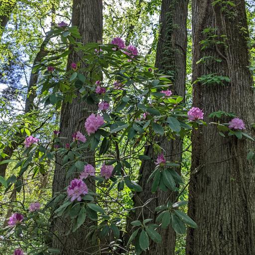Ep. 583 - Commonness, Rarity, and Invasive Species
