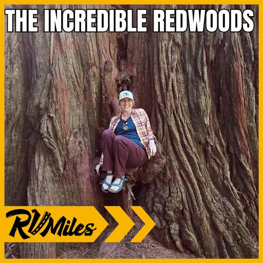 415. Redwood National and State Parks: Fern Canyon, Top Hikes, Scenic Drives & Food Stops