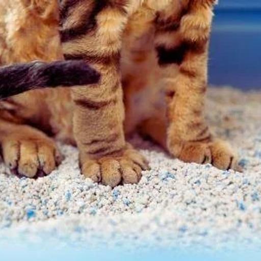 BeanCast 818: It's All Cat Litter