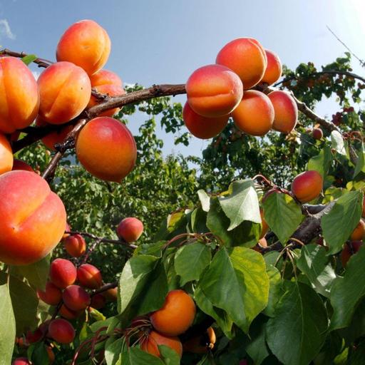 Des fruits, la drépanocytose et la consommation de cannabis
