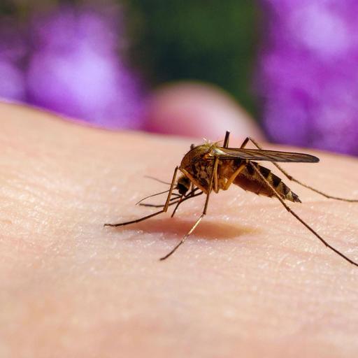 Le virus du Nil occidental, la vie dans l'espace et l'histoire du corps