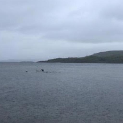 Eider Ducks, Loch Fyne, Scotland in May 2026 – by Charlotte Petts