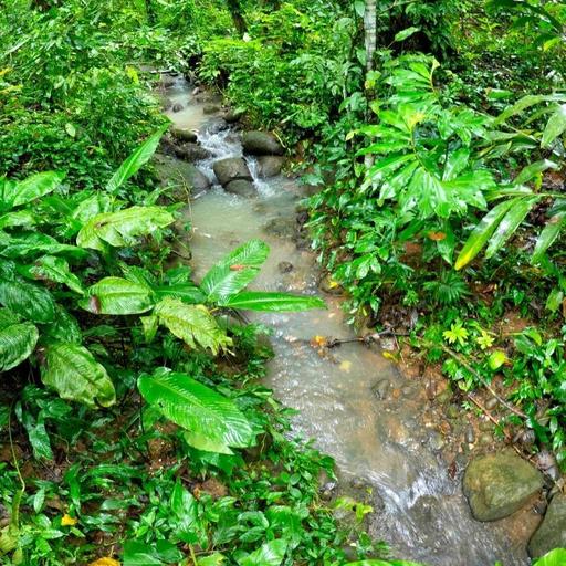 Tropical Rainforest Stream & Birds | 8 Hours for Deep Sleep