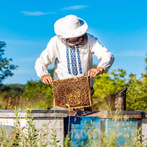 The Bee Episode: Swarms, Honey & Helping Pollinators
