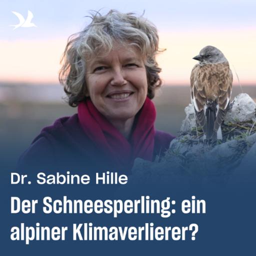 93. Der Schneesperling: ein alpiner Klimaverlierer?