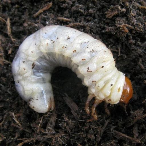 Insect week: Beetling about, solitary bees, and summer strawbs