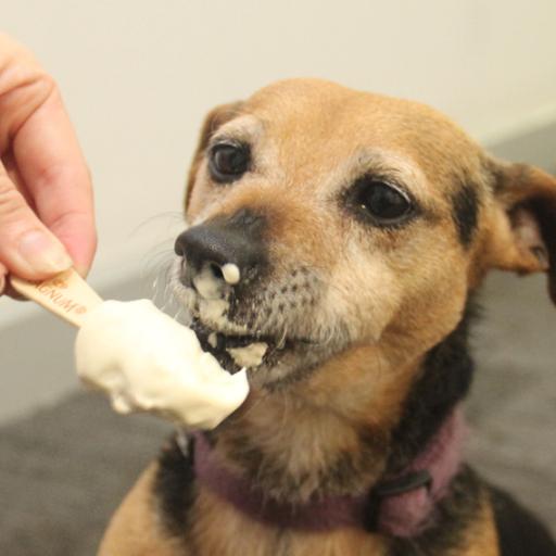 Hot Weather Hazards: How to Keep Your Pet Safe This Summer