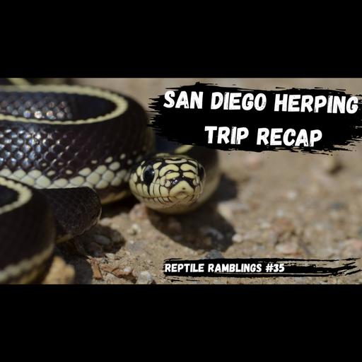 San Diego Herping Trip Recap | Reptile Ramblings #35