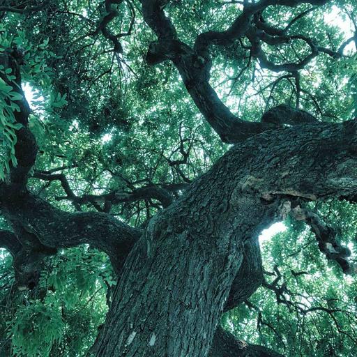 Under a Tree in the Rain | 8 Hours for Deep Sleep