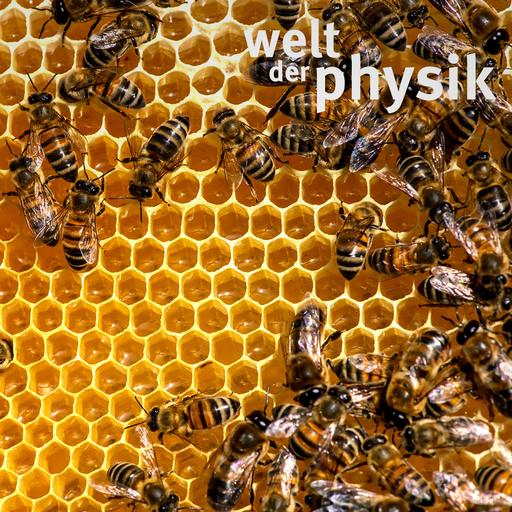 Folge 384 – Komplexität und Chaos