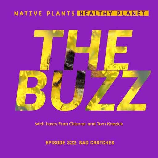 The Buzz - Bad Crotches