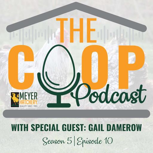 Can You Keep Ducks and Chickens Together? Beginner Duck Care Tips from Gail Damerow