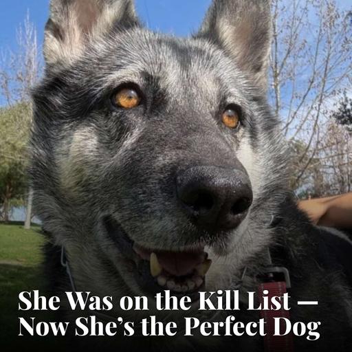 She Was on the Kill List — Now She's the Perfect Dog