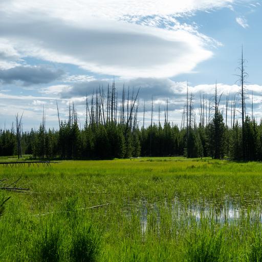 Unearthing Secrets:
A Day in a Montana Fen