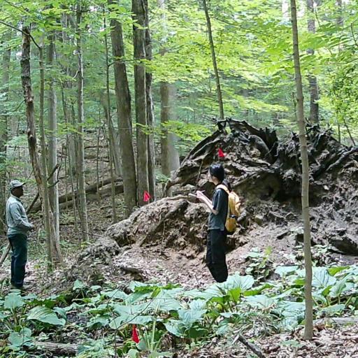 Ep. 584 - Understanding Forest Disturbance