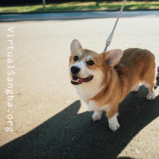 Ted reads: The Second Passage on The Leash