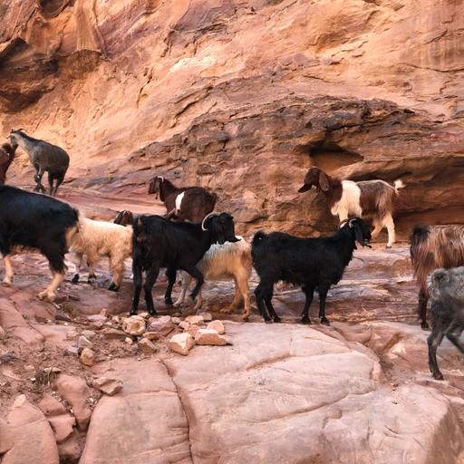 Ep# 105--(Bethlehem, Palestine)--Shepherding Your Business