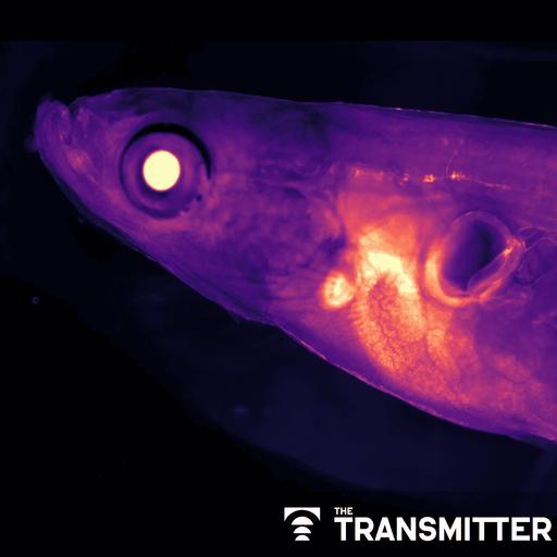 Exclusive: Janelia sunsets rodent work, launches transparent fish project