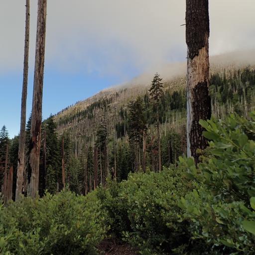 185: Summer Morning in the Salmon Mountains