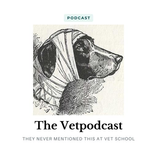Episode 82: If I am not now a vet, what am I?