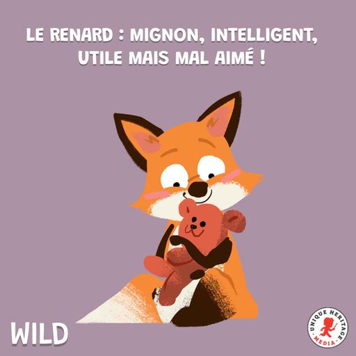 Le renard : mignon, intelligent, utile mais mal aimé ! (2/2)