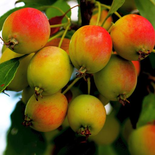 Infertile But Fruitful