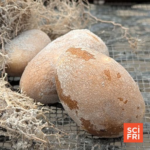 Growing lunar potatoes + Dealing with razor-sharp moon dust
