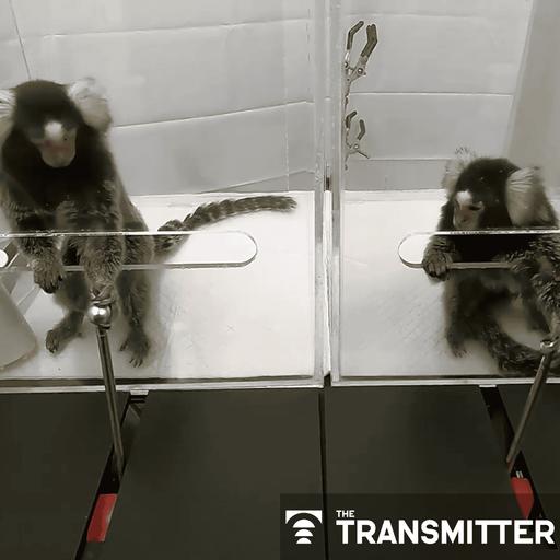 Cooperating marmosets extend decision-making model of the brain