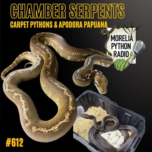 Chamber Serpents: Carpet Pythons & Apodora w/ TJ Chambers