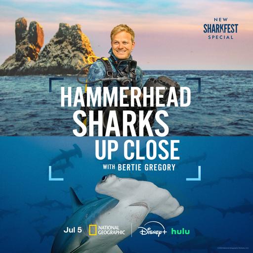 NATIONAL GEOGRAPHIC "Hammerheads Up Close With Bertie Gregory" - An exclusive interview