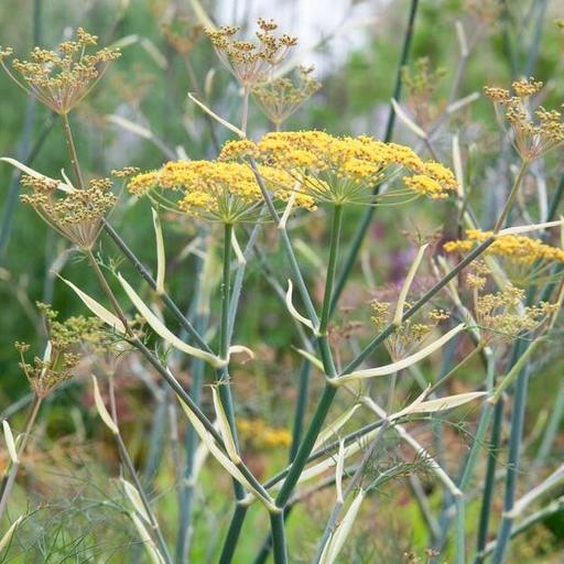 After the heat, multifunctional fennel, and roses 101