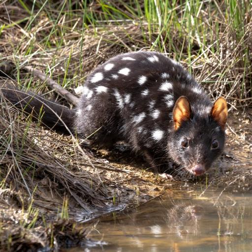Quarantine to protect native mammals from bird flu