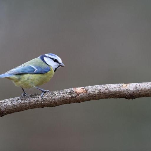 La leucémie, la mésange bleue et l'élixir de jouvence