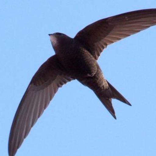 Swift Bricks