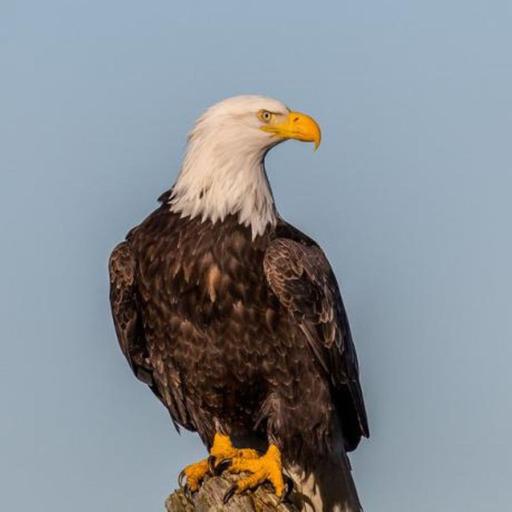 The Bald Eagle, a National Symbol