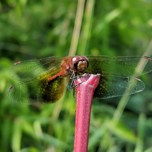 Ep. 585 - Dragonflies Need Plants
