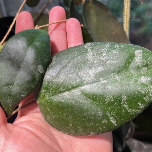 Episode 321 - Q&A! Leaf length, peperomia yellowing, repotting with wicks, and more!