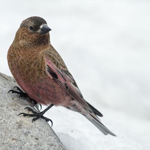 Three Remarkable Rosy-Finches