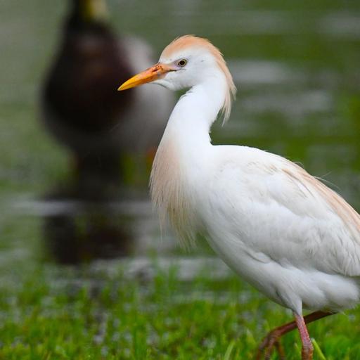 Christian Cooper, Cattle Egrets, and Cinema